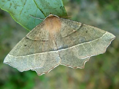 Gerinia honoraria