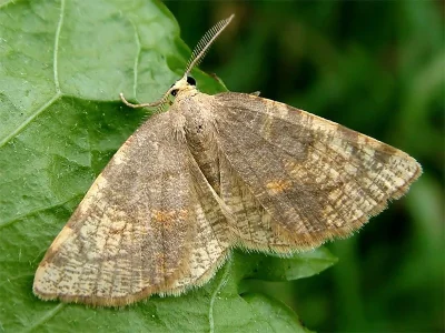 Stegania trimaculata