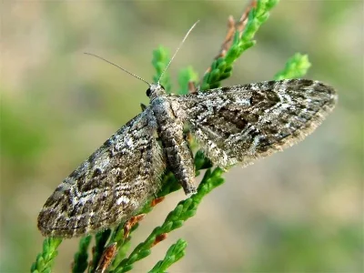 Eupithecia nanata