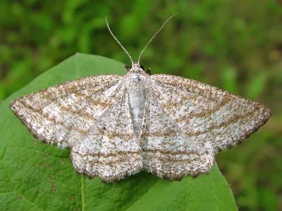 Perconia strigillaria