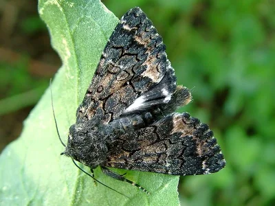 Catephia alchymista
