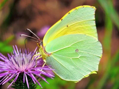 Gonepteryx cleopatra