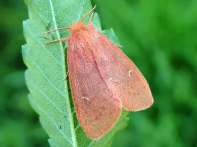 Ocneria (Ocneria) rubea