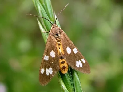Dysauxes (Adauctis) punctata
