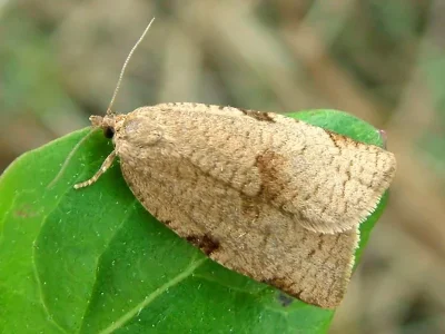 Lozotaenia forsterana