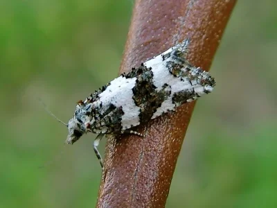 Xerocnephasia rigana