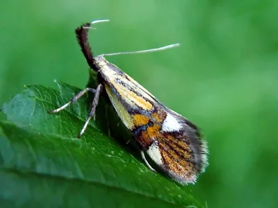 Alabonia geoffrella
