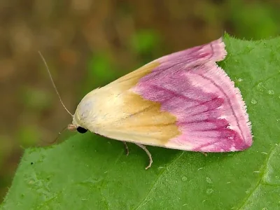 Eublemma (Eublemma) purpurina