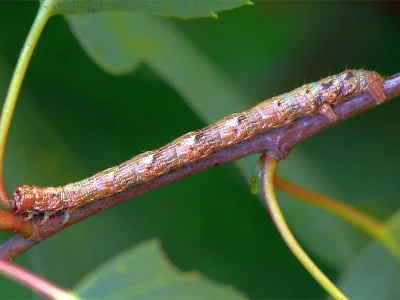 Paradarisa consonaria