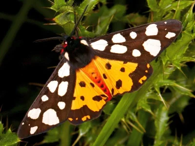 Arctia villica