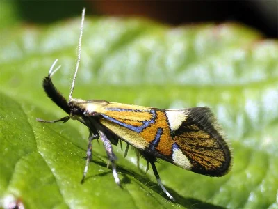 Alabonia geoffrella