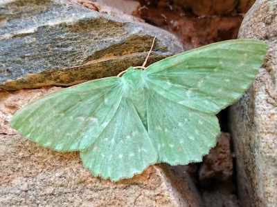 Geometra papilionaria
