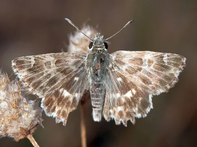 Muschampia baeticus