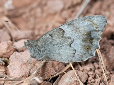 Hipparchia (Neohipparchia) statilinus