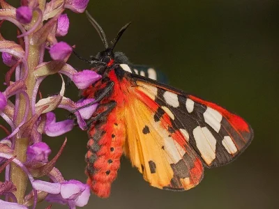 Arctia villica