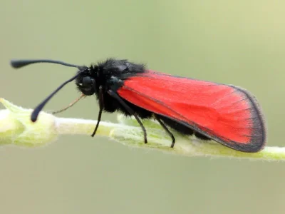 Zygaena (Mesembrynus) punctum malatina