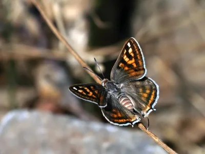 Cigaritis acamas