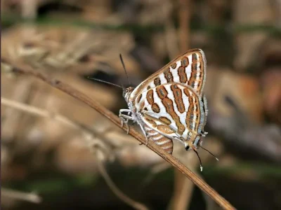 Cigaritis acamas