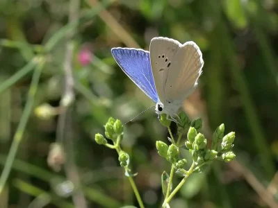Polyommatus (Agrodiaetus) dama