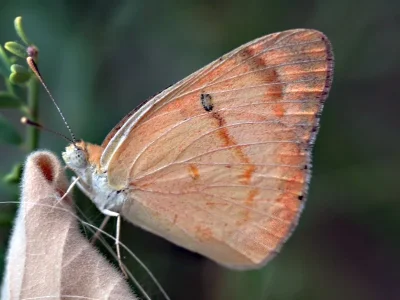 Colotis (Colotis) fausta