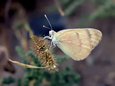 Colotis (Colotis) fausta