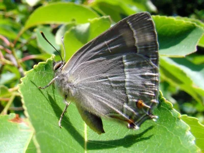 Favonius quercus