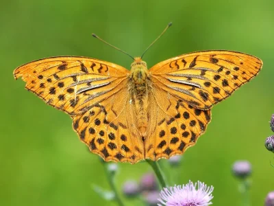 Argynnis (Argynnis) paphia