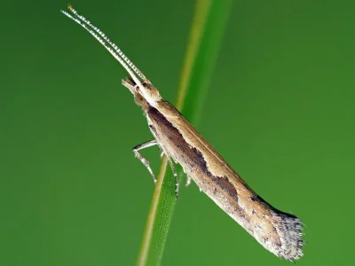 Plutella (Plutella) xylostella