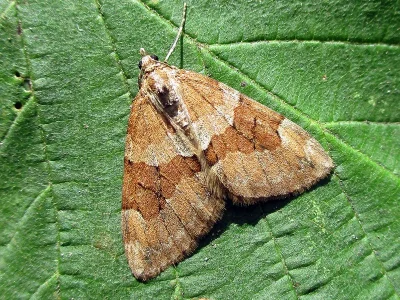 Thera obeliscata