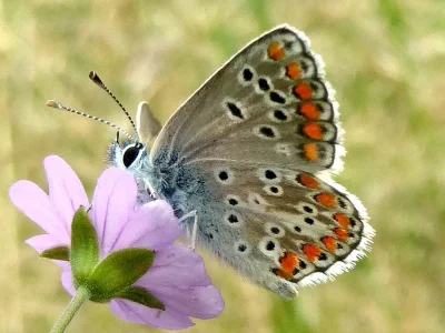 Aricia (Aricia) agestis
