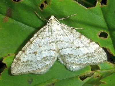 Mesotype verberata