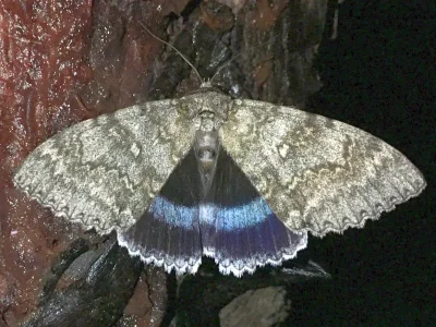 Catocala fraxini