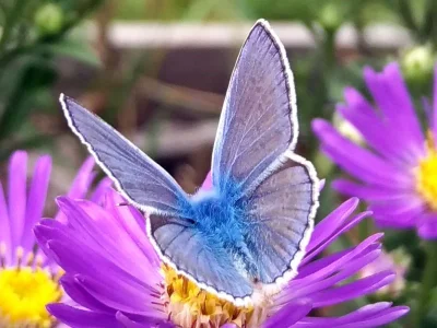 Polyommatus (Polyommatus) icarus