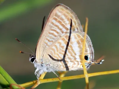Lampides boeticus