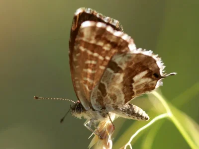 Cacyreus marshalli