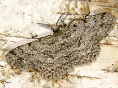 Hypomecis punctinalis
