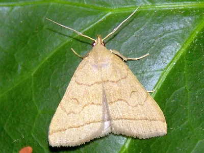 Herminia tarsipennalis