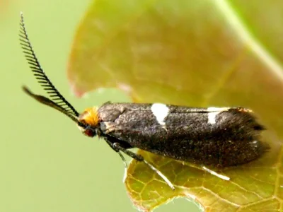 Incurvaria masculella