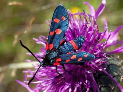 Zygaena (Zygaena) ephialtes