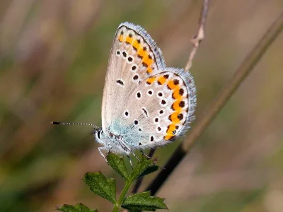 Plebejus (Lycaeides) argyrognomon