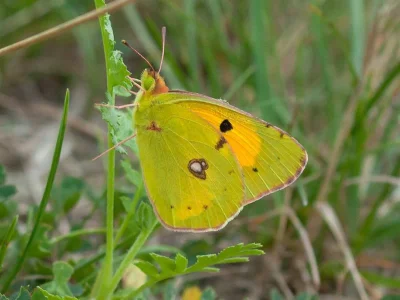 Colias croceus