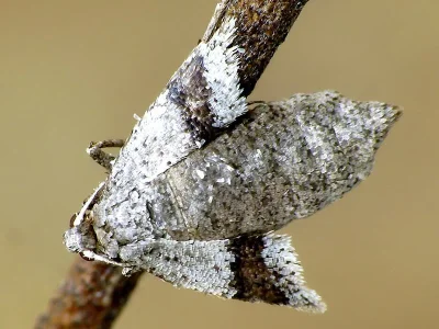 Theria rupicapraria