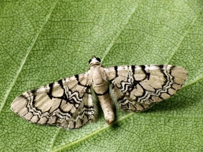 Eupithecia venosata