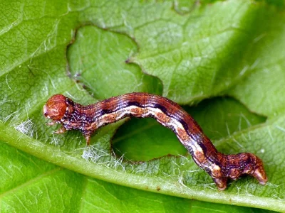 Erannis defoliaria