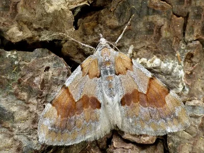 Pennithera firmata