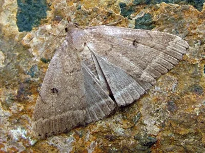 Zanclognatha zelleralis