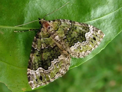 Colostygia olivata