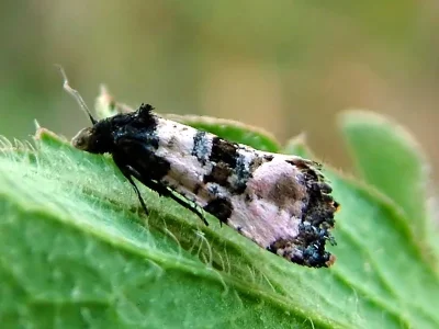 Cochylichroa atricapitana