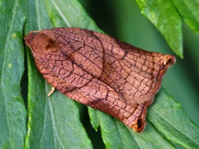 Archips podana