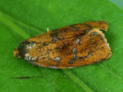 Ptycholoma lecheana